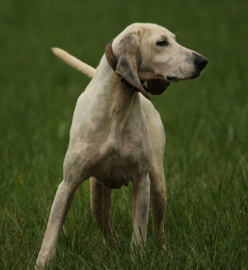 entrainement chien adulte sanglier