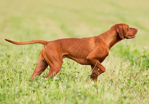 parc d'entrainement chien sanglier